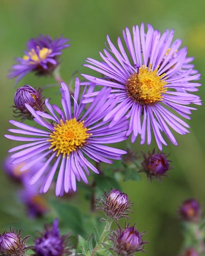 Symphyotrichum novae-angliae
