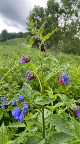 Prickly Comfrey