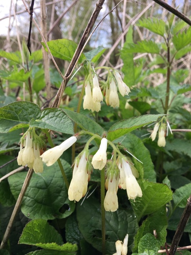 Symphytum grandiflorum — photo