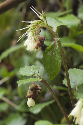 Symphytum grandiflorum — photo