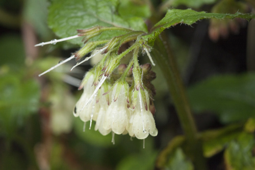 Symphytum grandiflorum