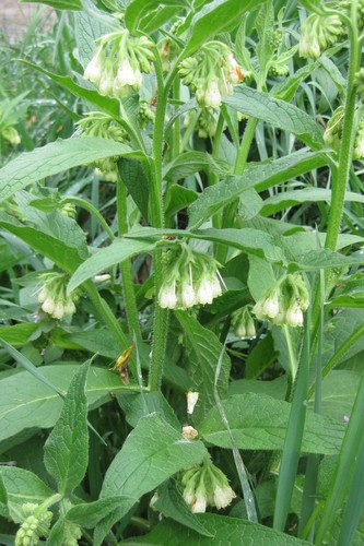 Symphytum officinale (Common Comfrey) — photo