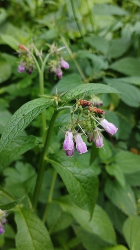 Symphytum officinale (Common Comfrey) — photo