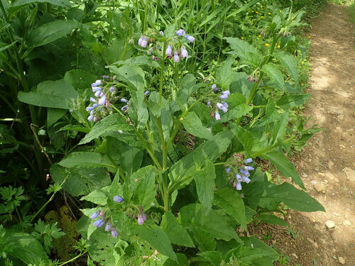 Symphytum officinale