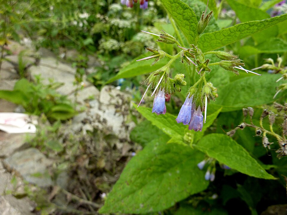 Symphytum sylvaticum — photo