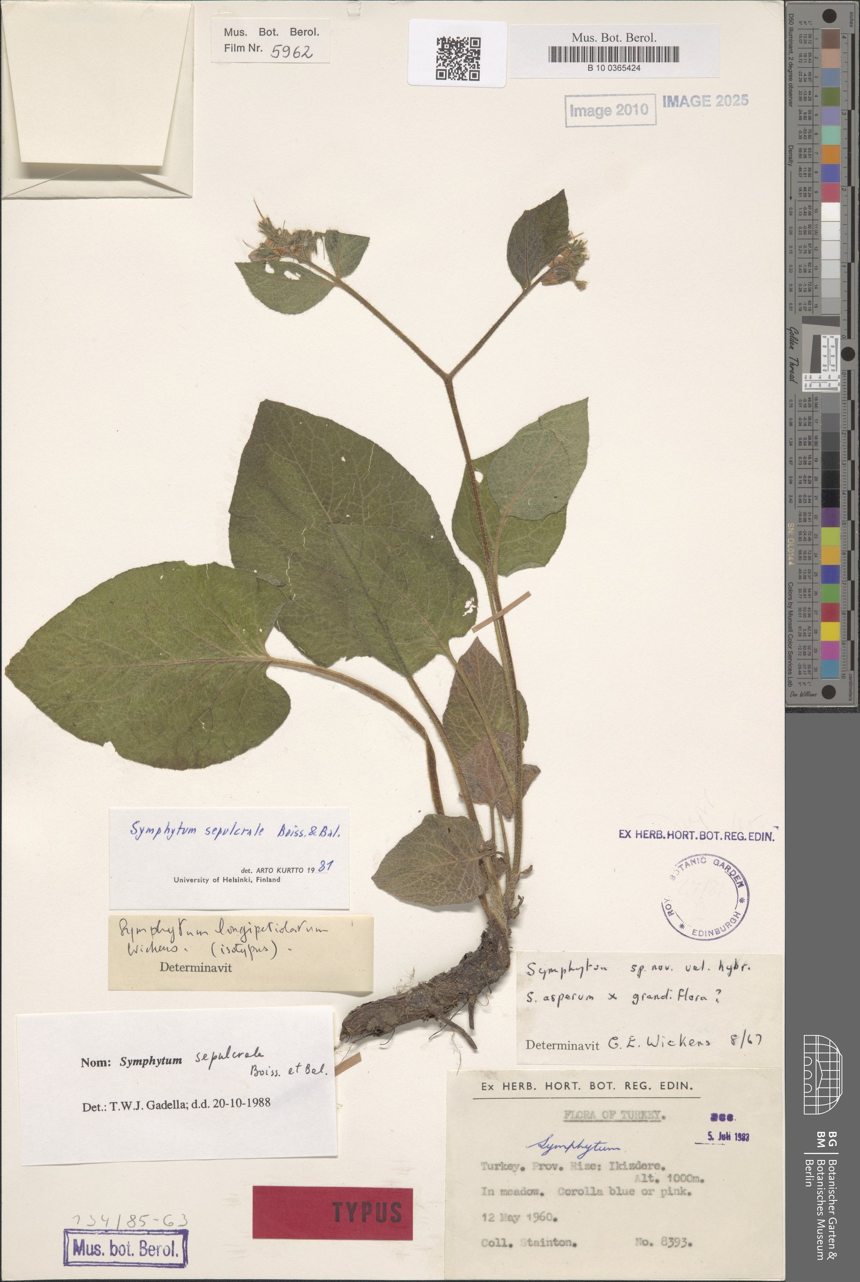 Symphytum sylvaticum — photo