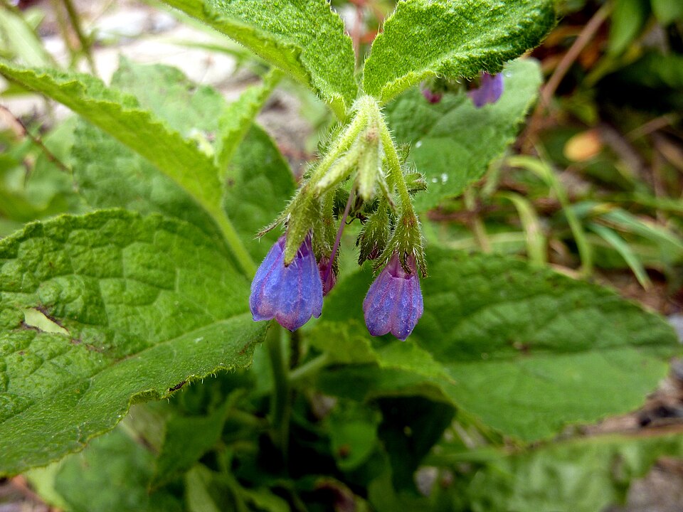 Symphytum sylvaticum
