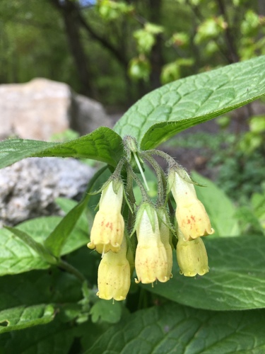 Symphytum tuberosum (Tuberous comfrey) — photo