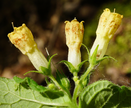 Symphytum tuberosum (Tuberous comfrey) — photo