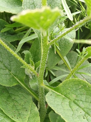 Symphytum x uplandicum (Comfrey) — photo