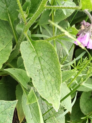 Symphytum x uplandicum (Comfrey) — photo