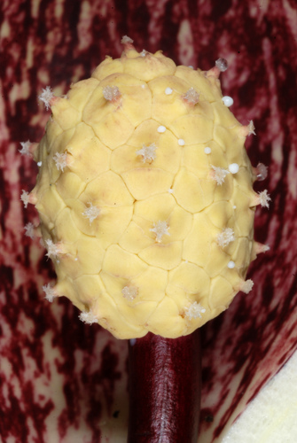 Symplocarpus foetidus (Skunk cabbage) — photo