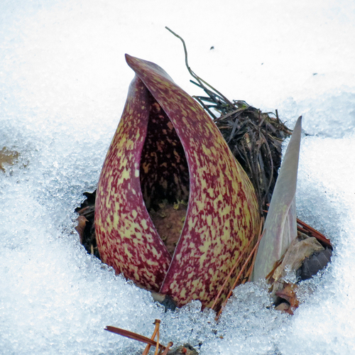 Symplocarpus foetidus (Skunk cabbage) — photo