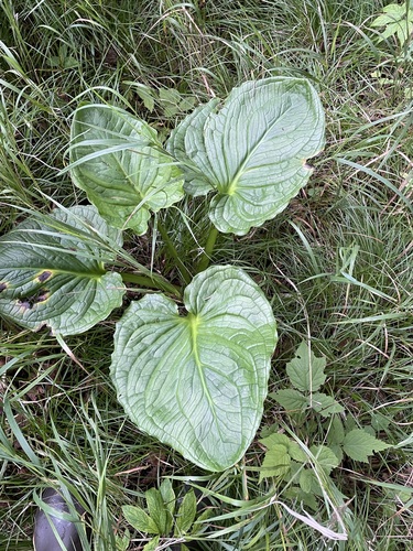 Symplocarpus renifolius — photo