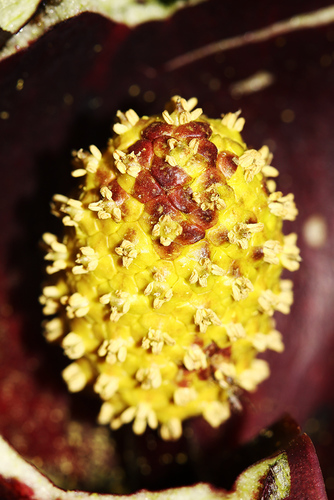 Symplocarpus renifolius — photo