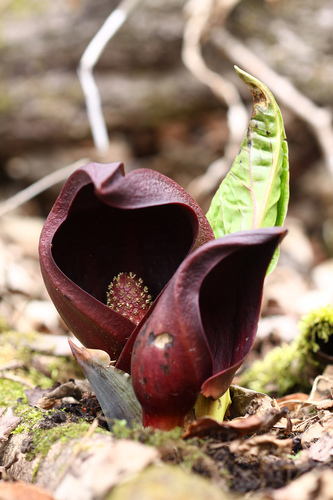 Symplocarpus renifolius