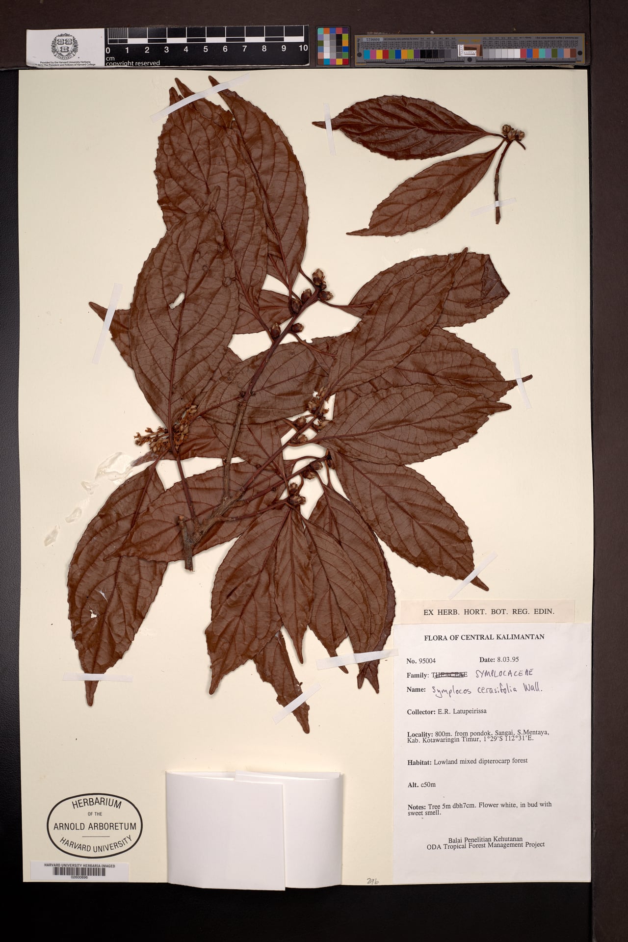 Symplocos cerasifolia — photo