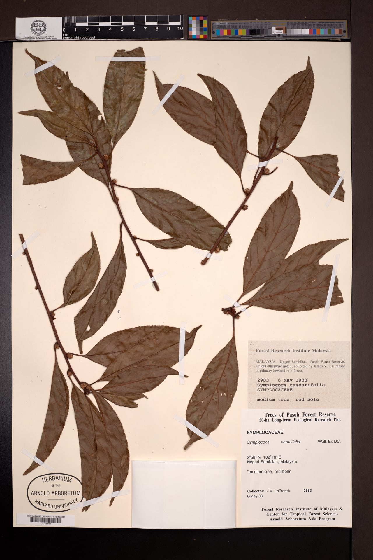 Symplocos cerasifolia — photo