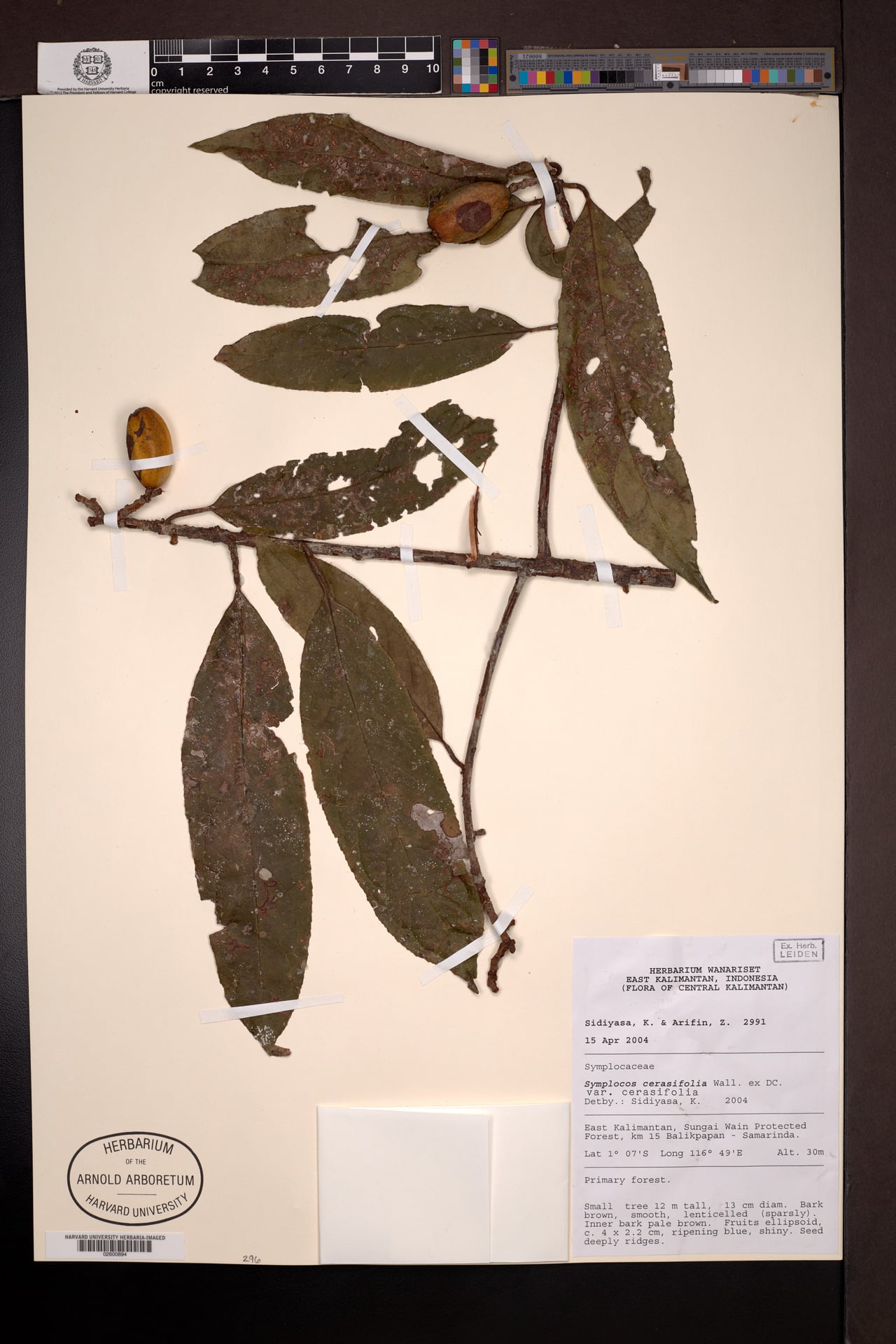 Symplocos cerasifolia