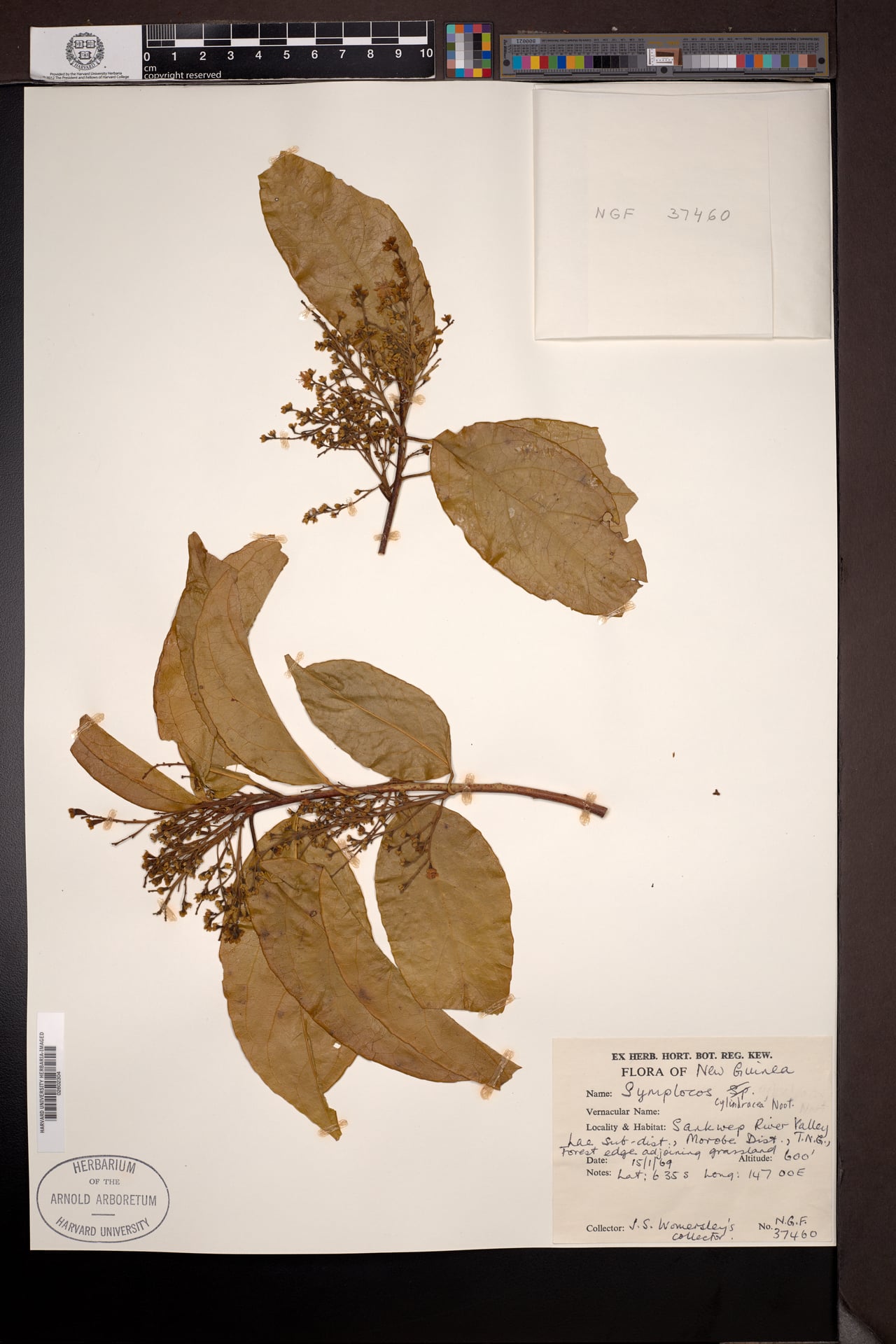 Symplocos cylindracea — photo
