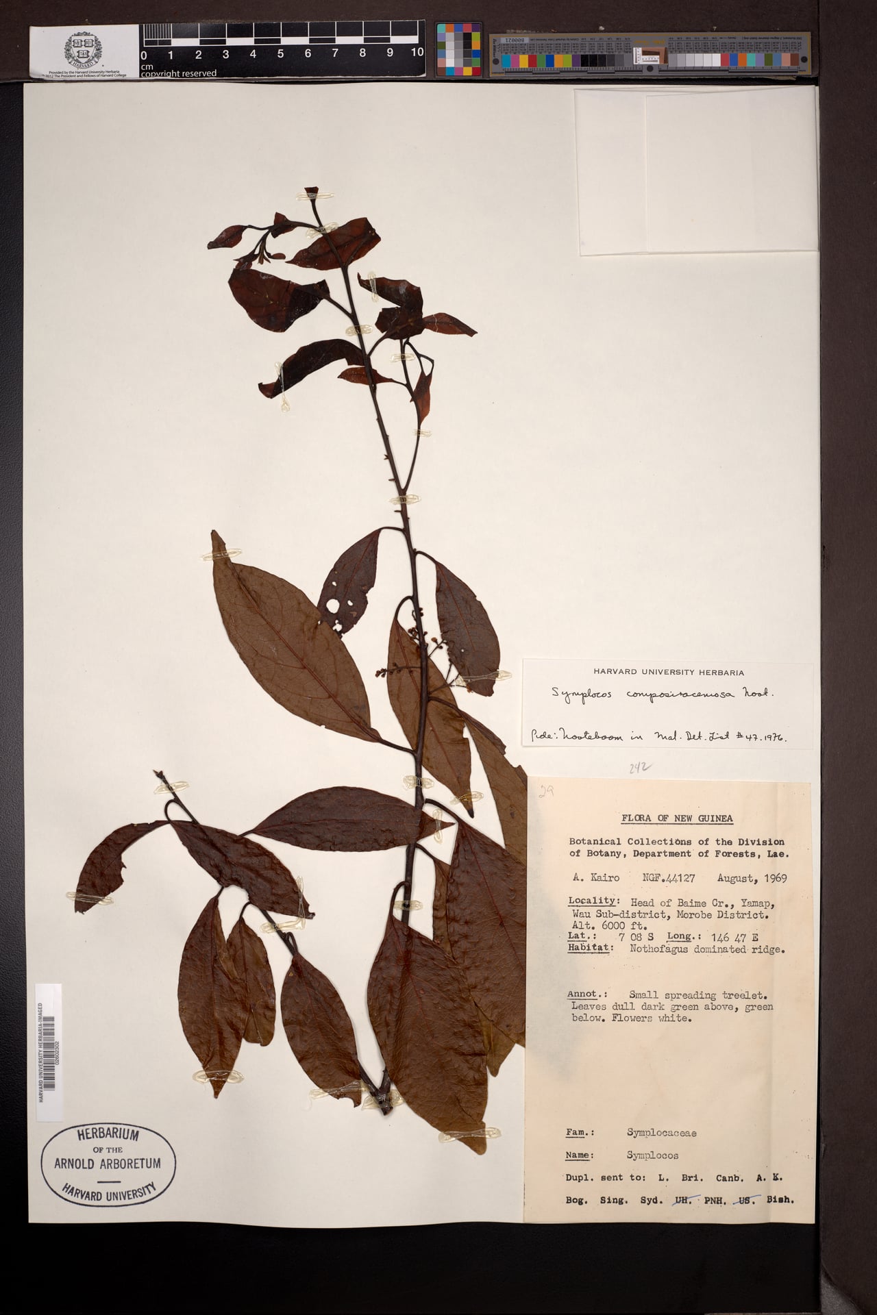 Symplocos cylindracea — photo