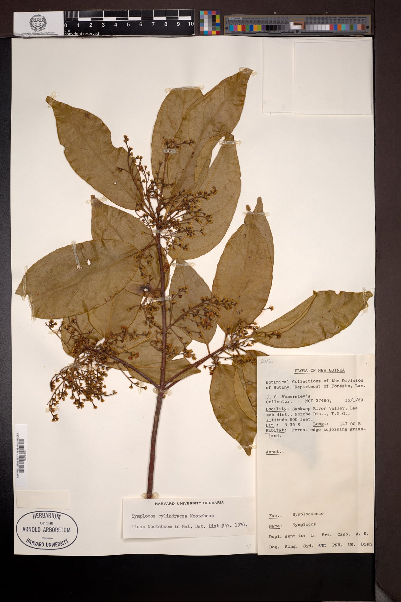 Symplocos cylindracea