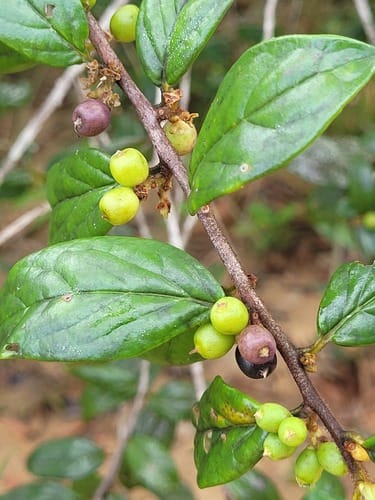 Symplocos guianensis (Guiana sweetleaf) — photo