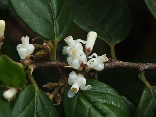 Symplocos guianensis