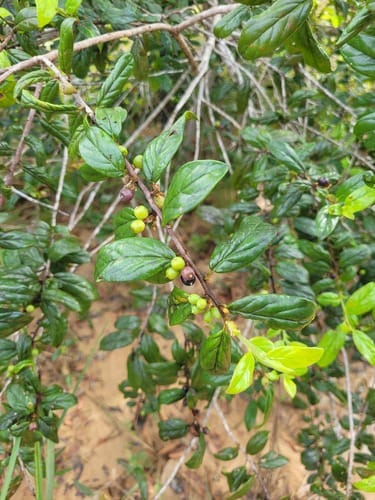 Symplocos guianensis (Guiana sweetleaf) — photo