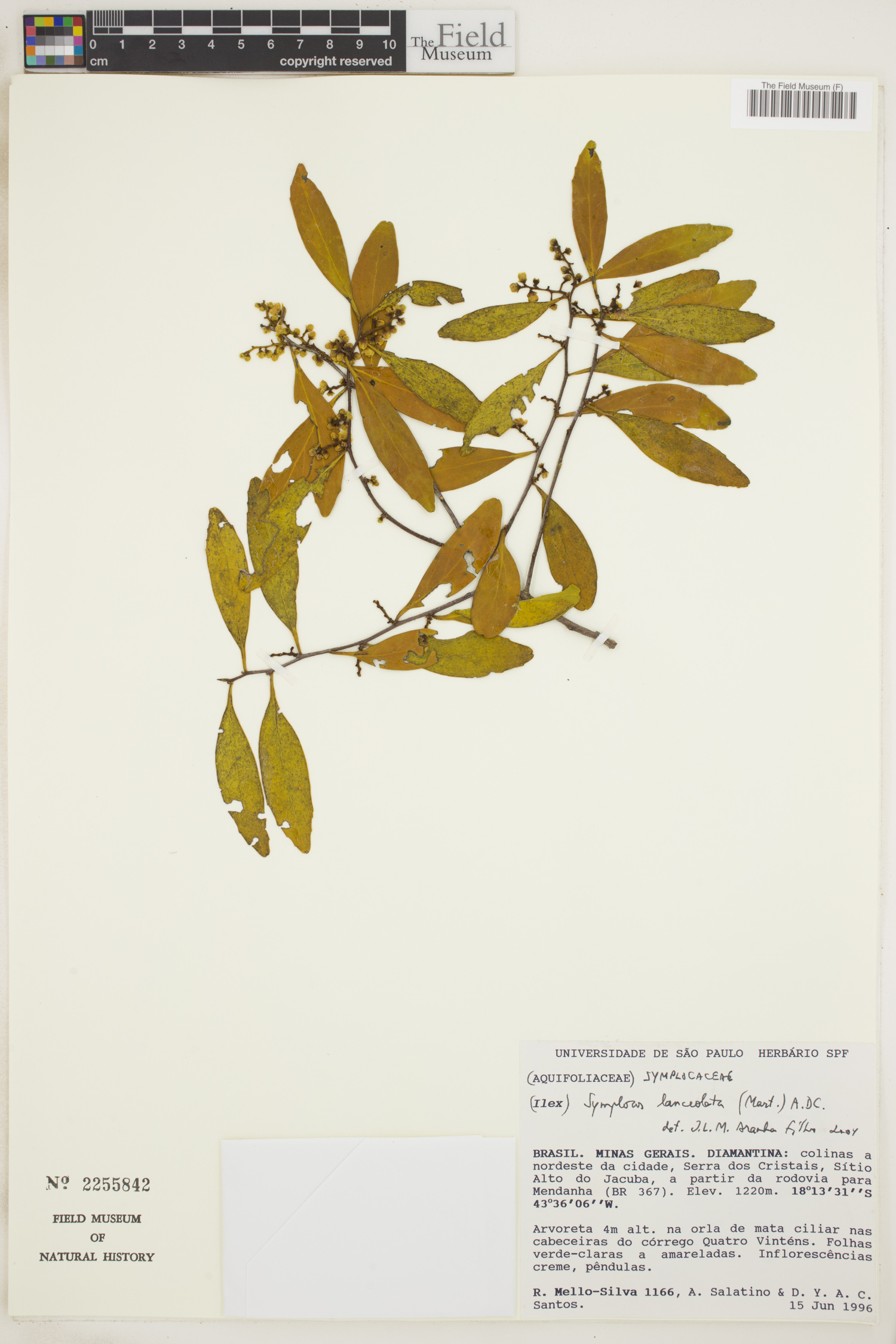 Symplocos lanceolata