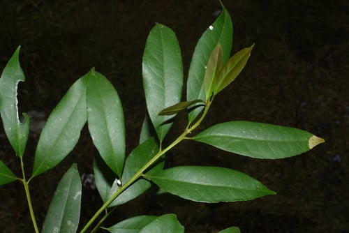 Symplocos lucida — photo