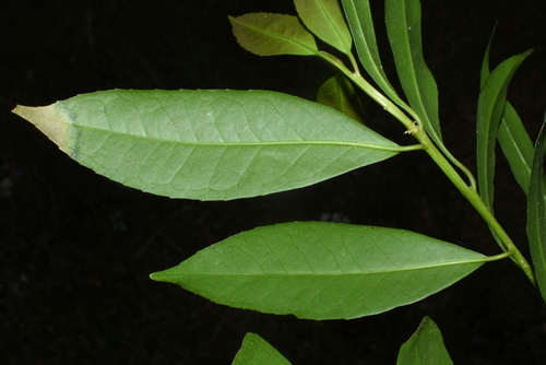Symplocos lucida — photo