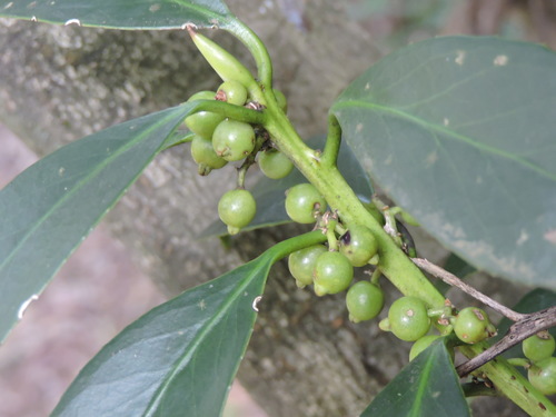Symplocos lucida