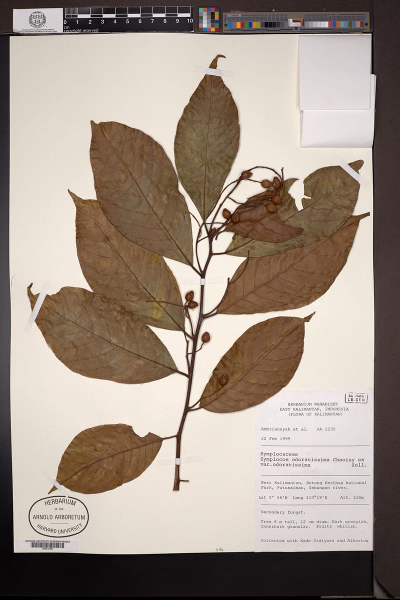 Symplocos odoratissima (Kisariawan) — photo
