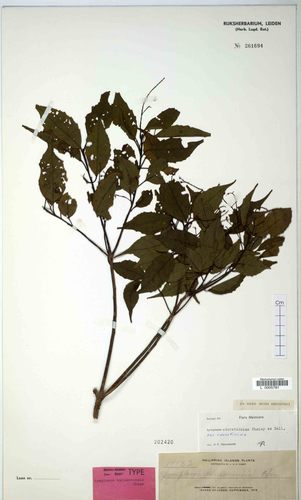 Symplocos odoratissima
