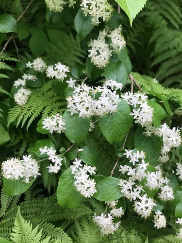 Symplocos paniculata (Asiatic sweetleaf) — photo