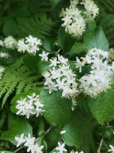 Symplocos paniculata (Asiatic sweetleaf) — photo