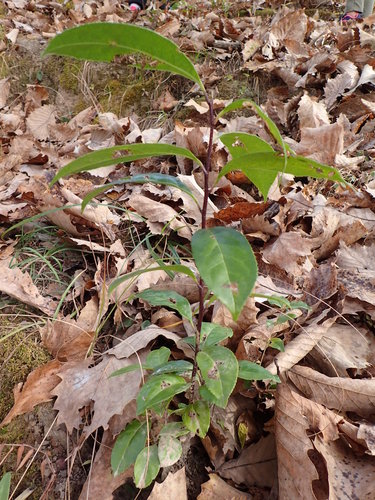 Symplocos pyrifolia