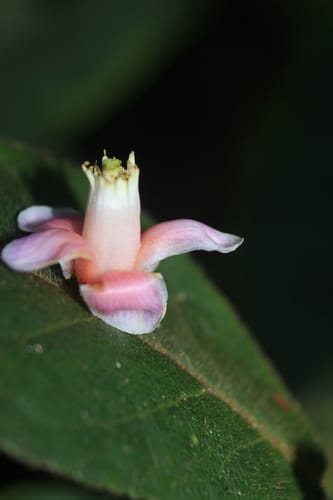Symplocos serrulata (Serrulate sweetleaf) — photo