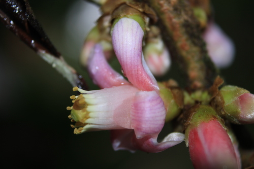 Symplocos serrulata