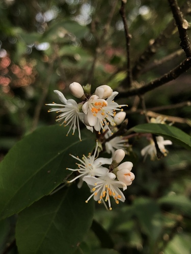 Symplocos sumuntia (Singan) — photo