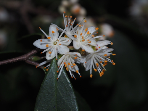 Symplocos sumuntia