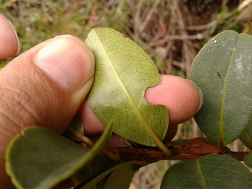 Symplocos theiformis (Bogota tea) — photo