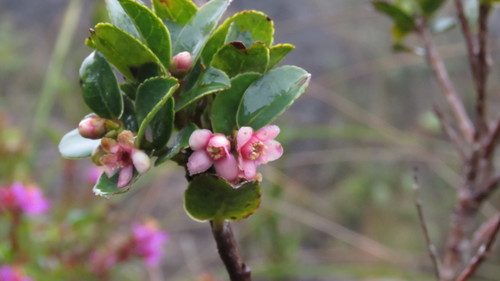 Symplocos theiformis