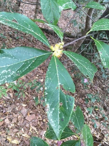 Symplocos tinctoria (Sweet leaf) — photo