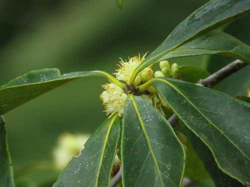 Symplocos tinctoria