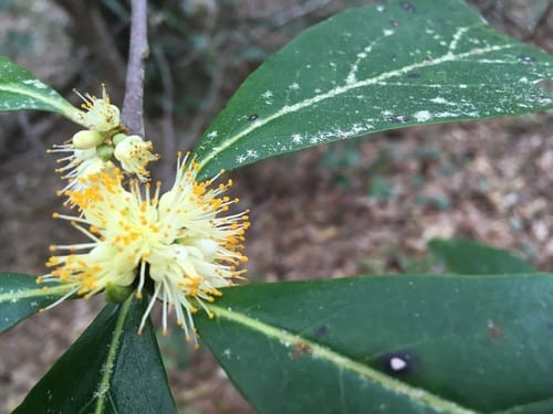 Symplocos tinctoria (Sweet leaf) — photo