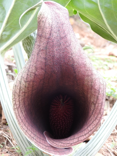 Synandrospadix vermitoxicus — photo