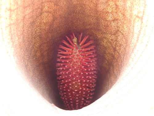 Synandrospadix vermitoxicus — photo