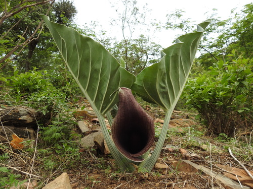 Synandrospadix vermitoxicus